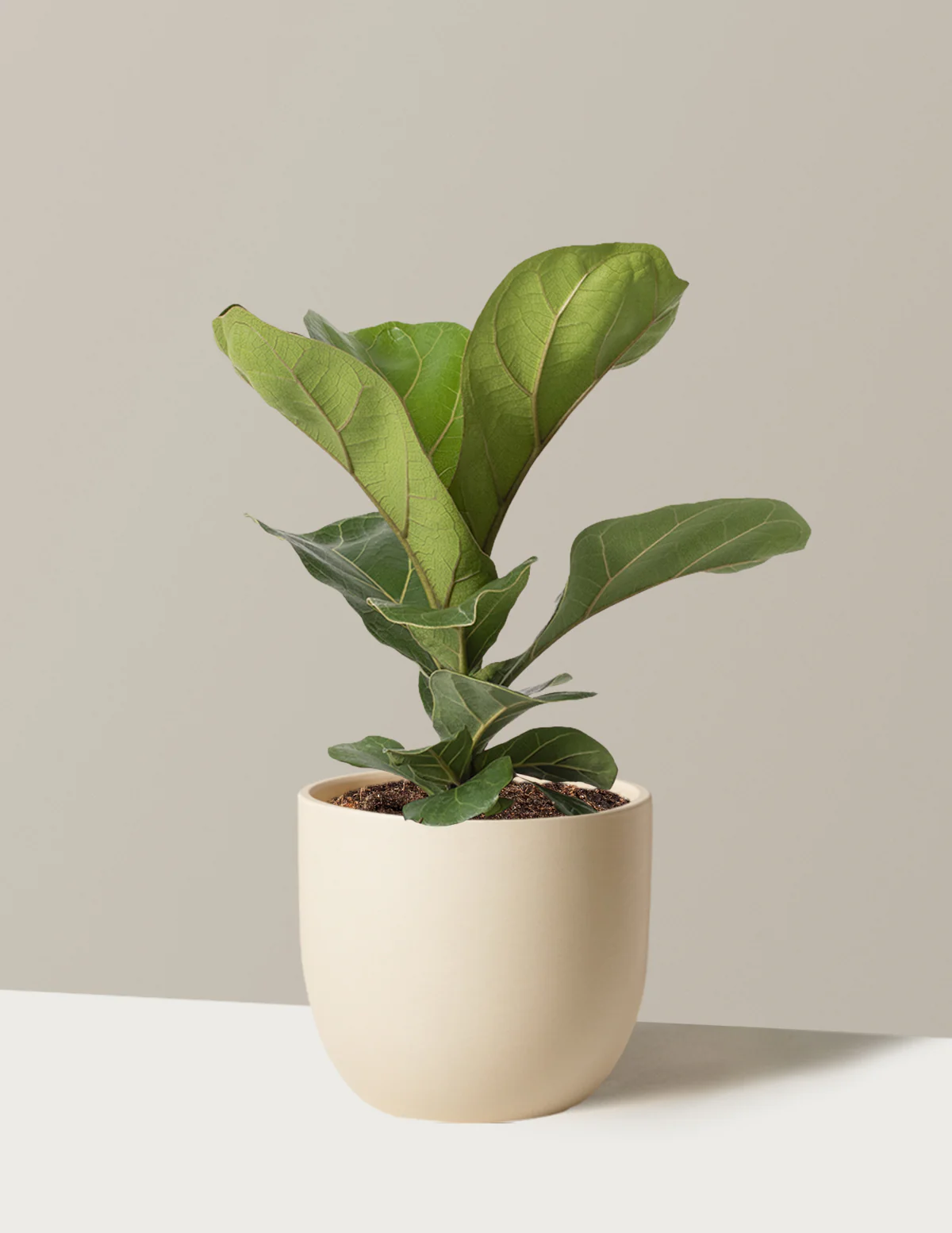 Fiddle Leaf Fig Bush - Image 5