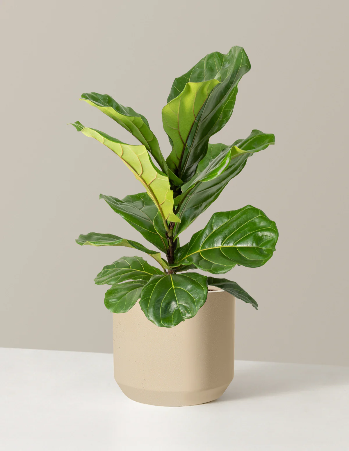 Fiddle Leaf Fig Bush - Image 50