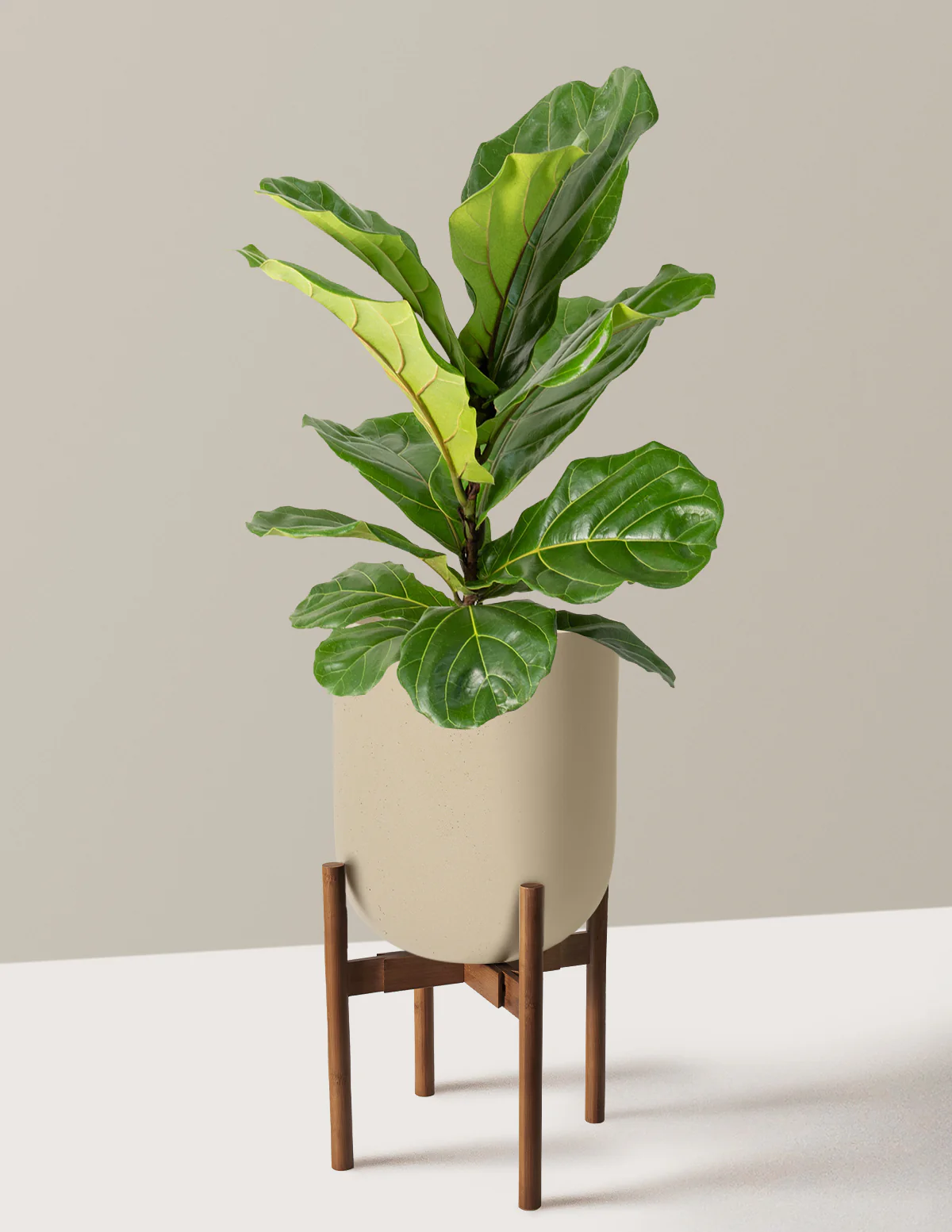Fiddle Leaf Fig Bush - Image 51