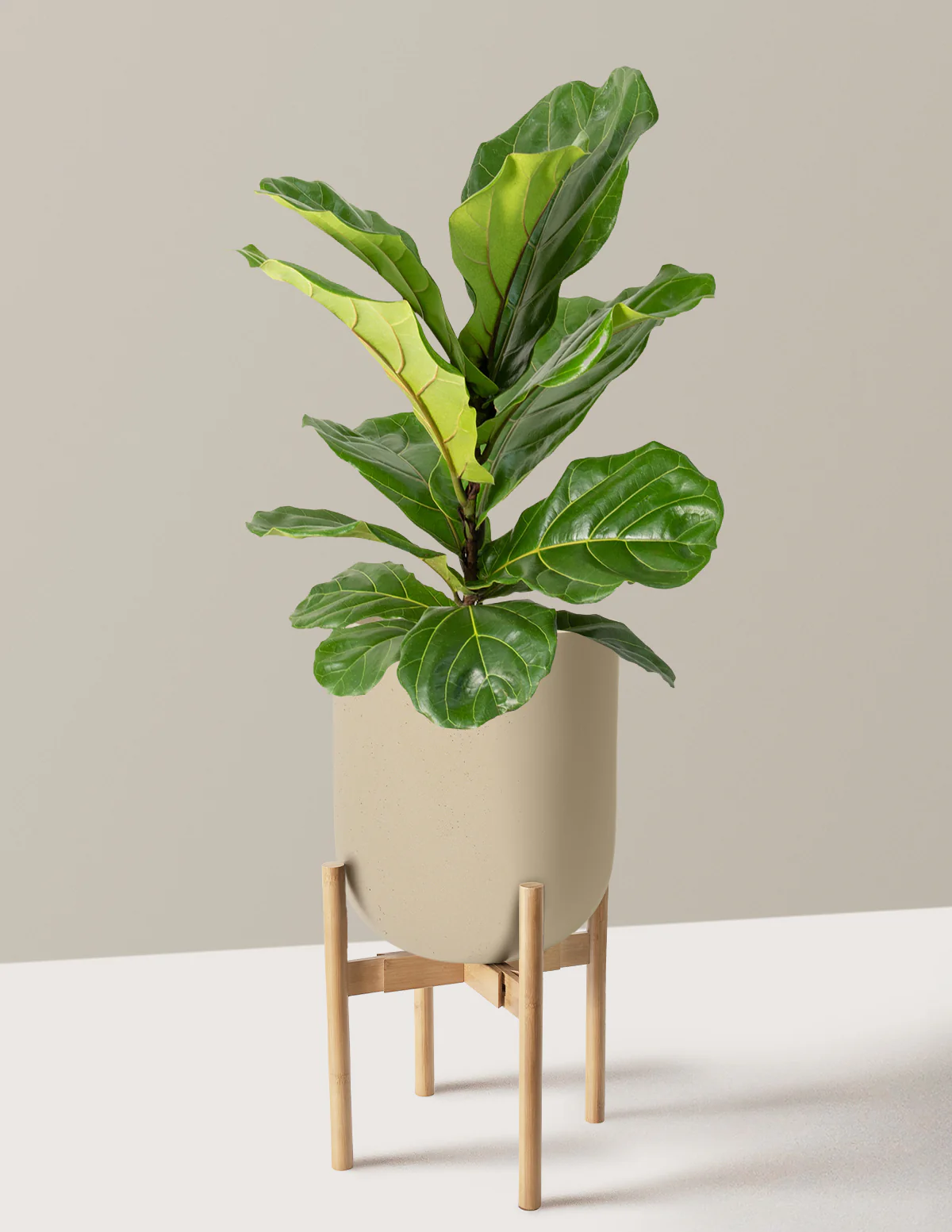 Fiddle Leaf Fig Bush - Image 52