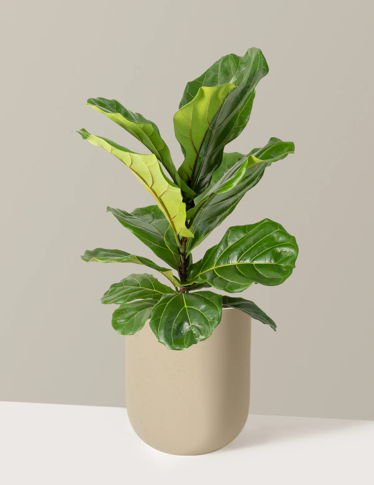 Fiddle Leaf Fig Bush - Image 53