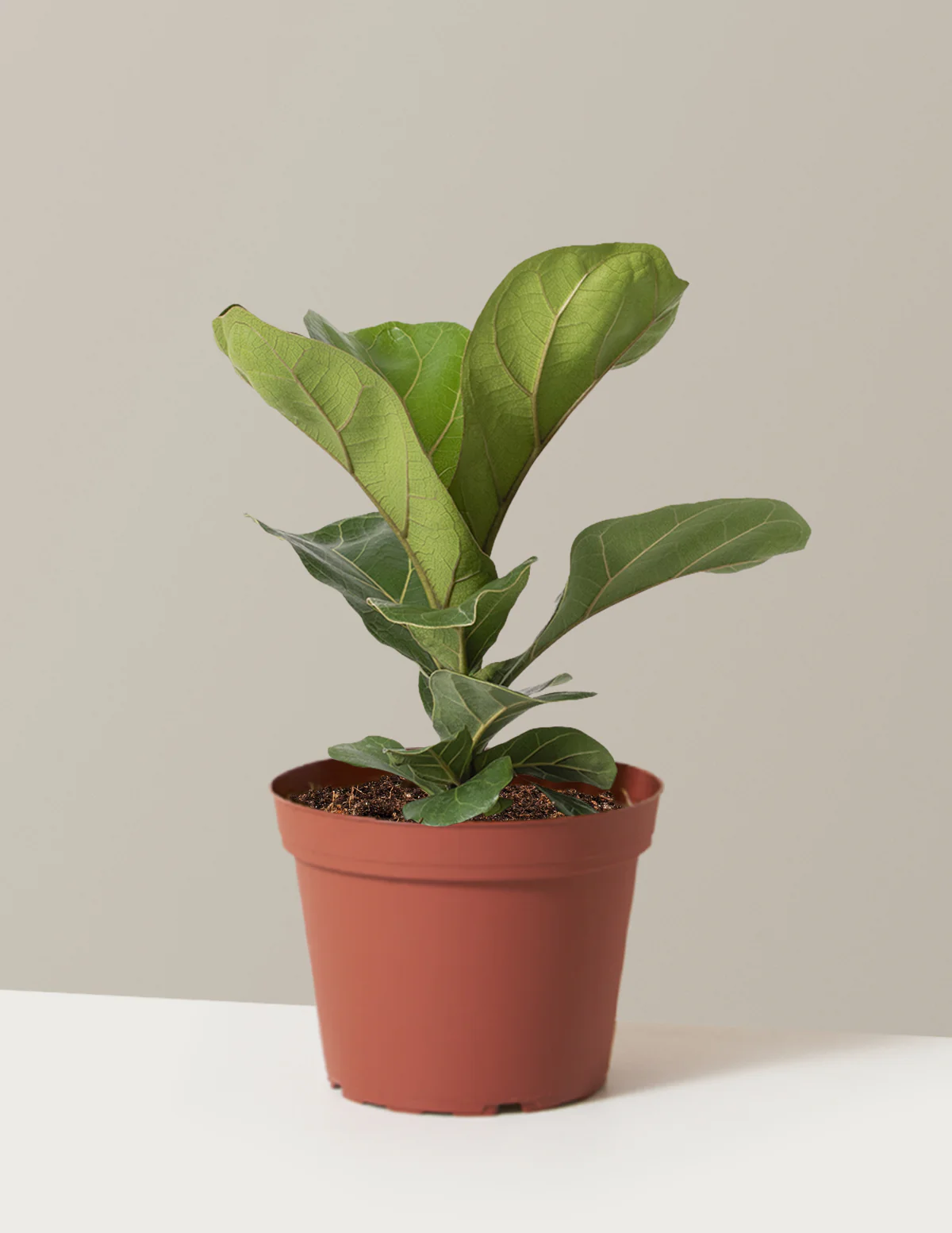 Fiddle Leaf Fig Bush - Image 6