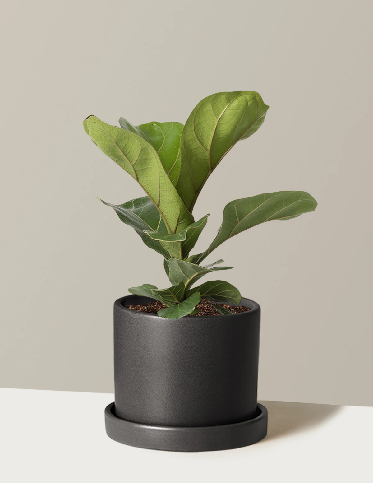 Fiddle Leaf Fig Bush - Image 7