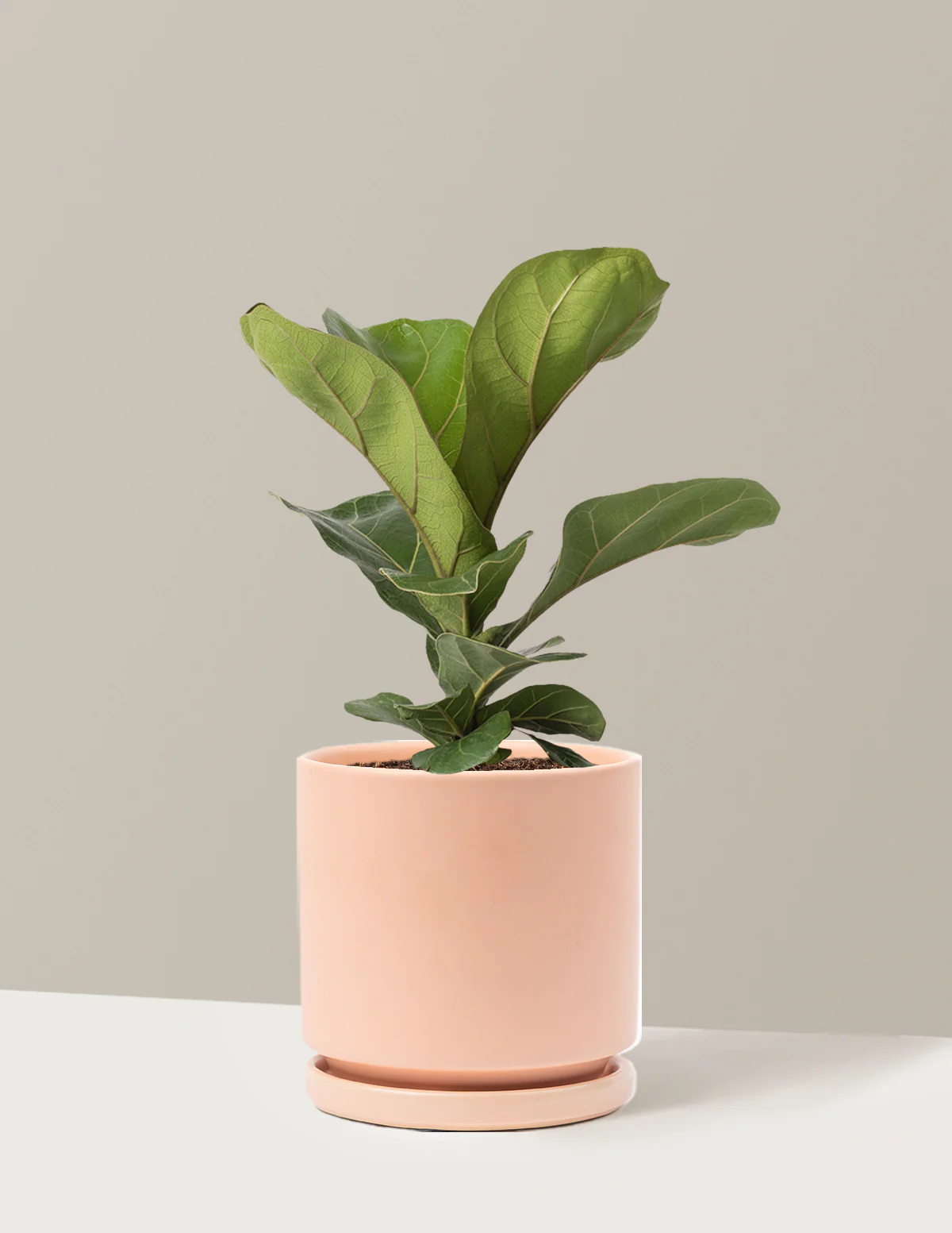 Fiddle Leaf Fig Bush - Image 8