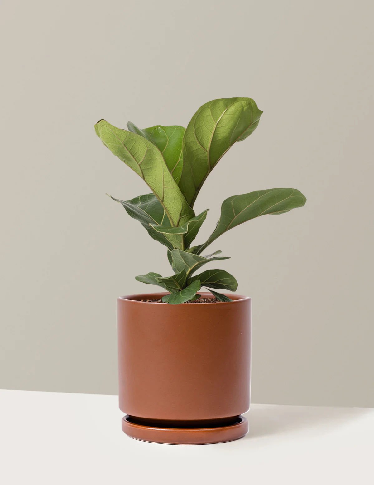Fiddle Leaf Fig Bush - Image 9