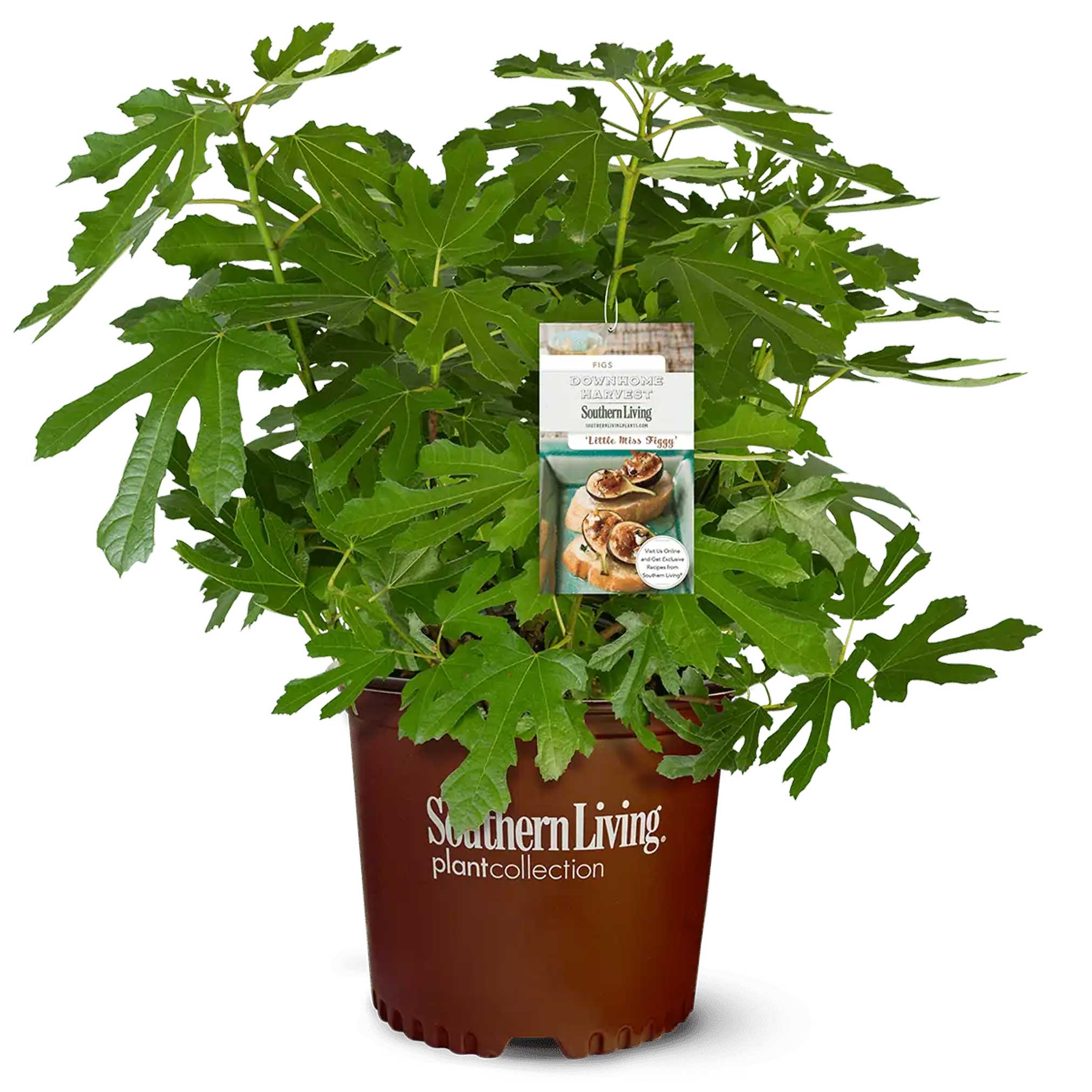 Fig Orchard Pack - Image 6