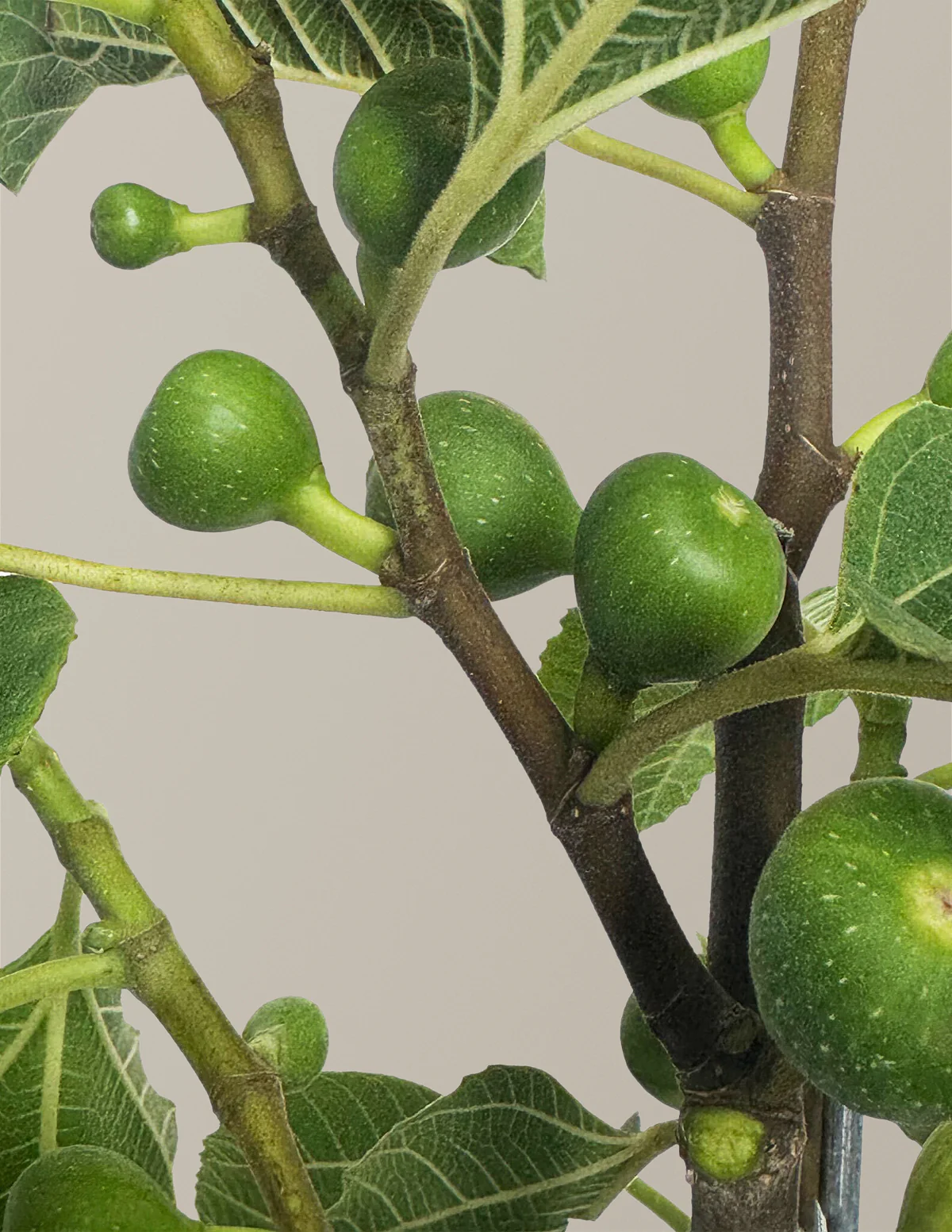 Fignominal Fig - Image 2