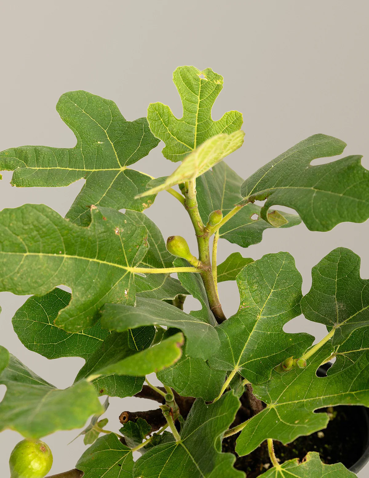 Fignominal Fig - Image 6