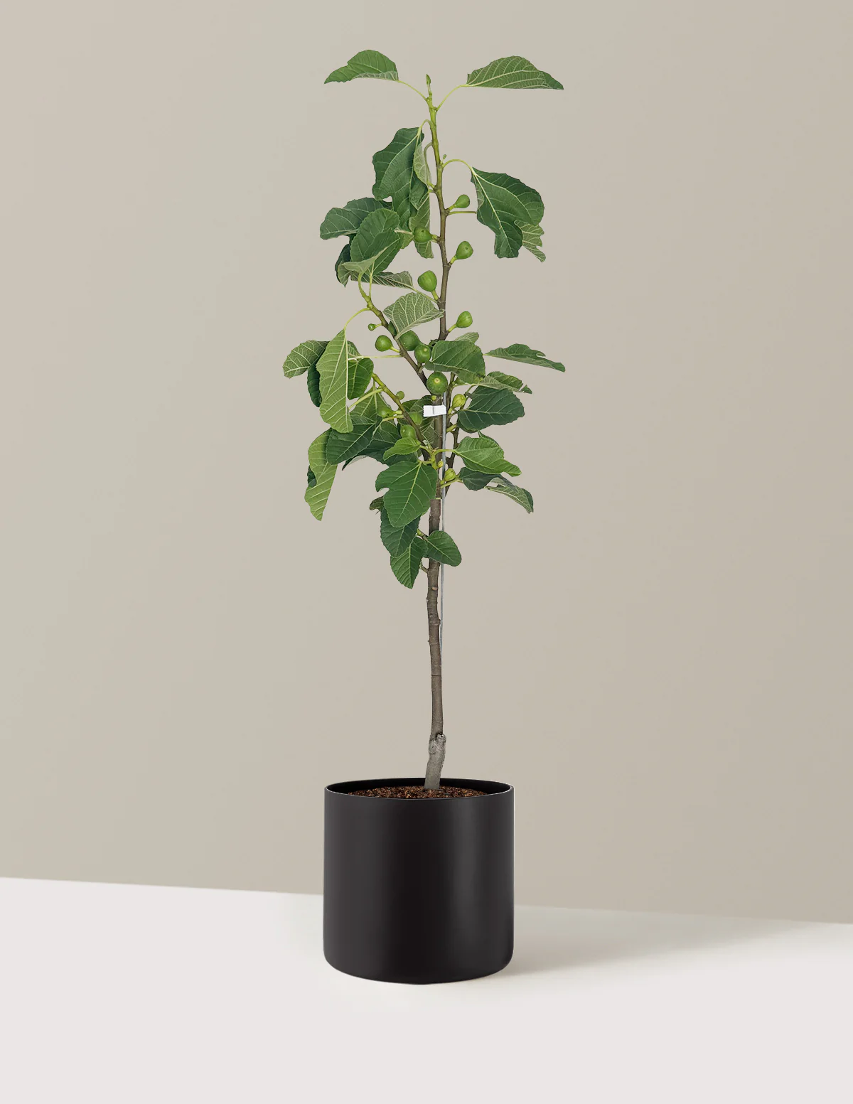 Fignominal Fig - Image 9