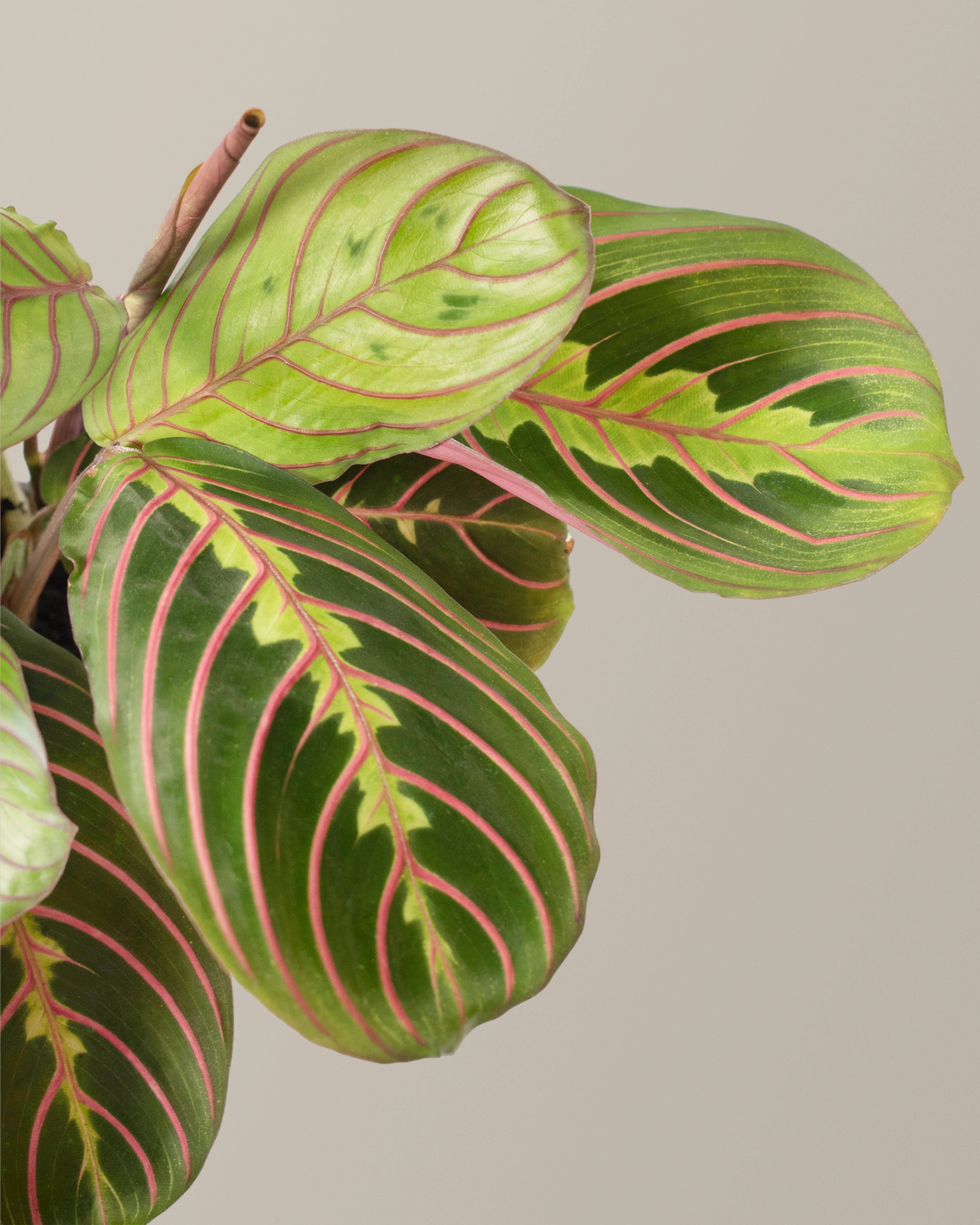 Red Prayer Plant - Image 4