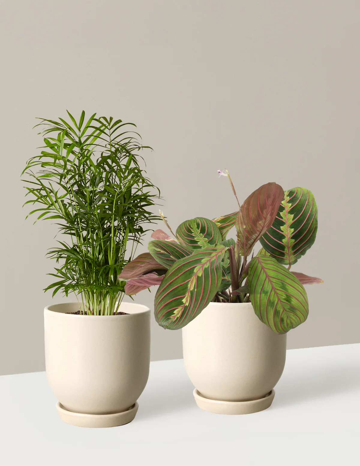 Fits your Sill: Pet Friendly Duo - Image 3