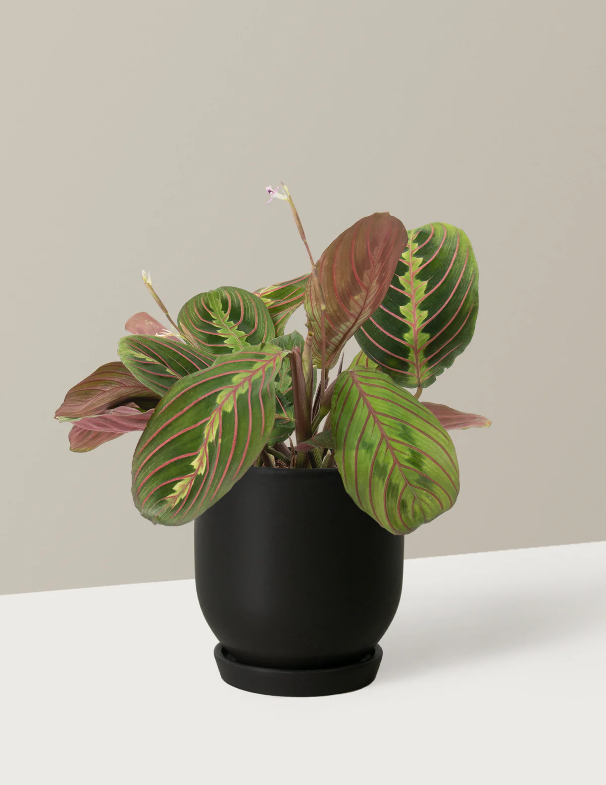 Fits your Sill: Pet Friendly Duo - Image 4