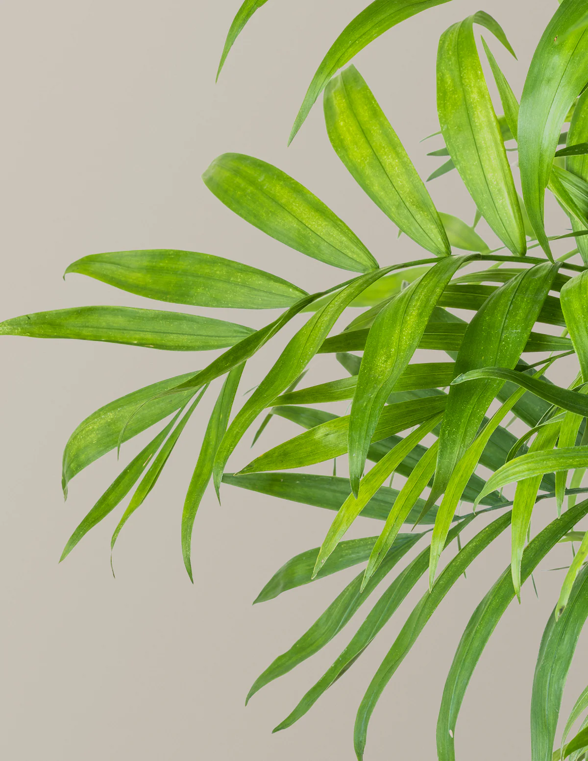 Parlor Palm - Image 7