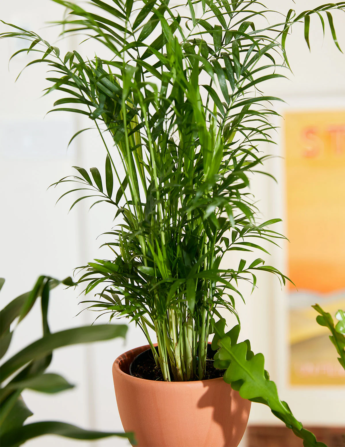 Parlor Palm - Image 9