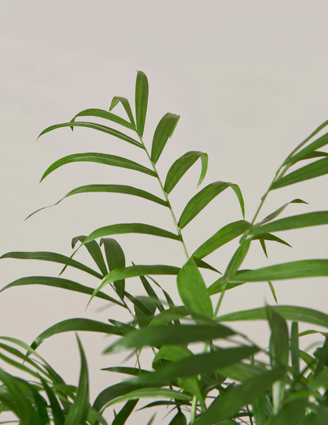 Parlor Palm - Image 10