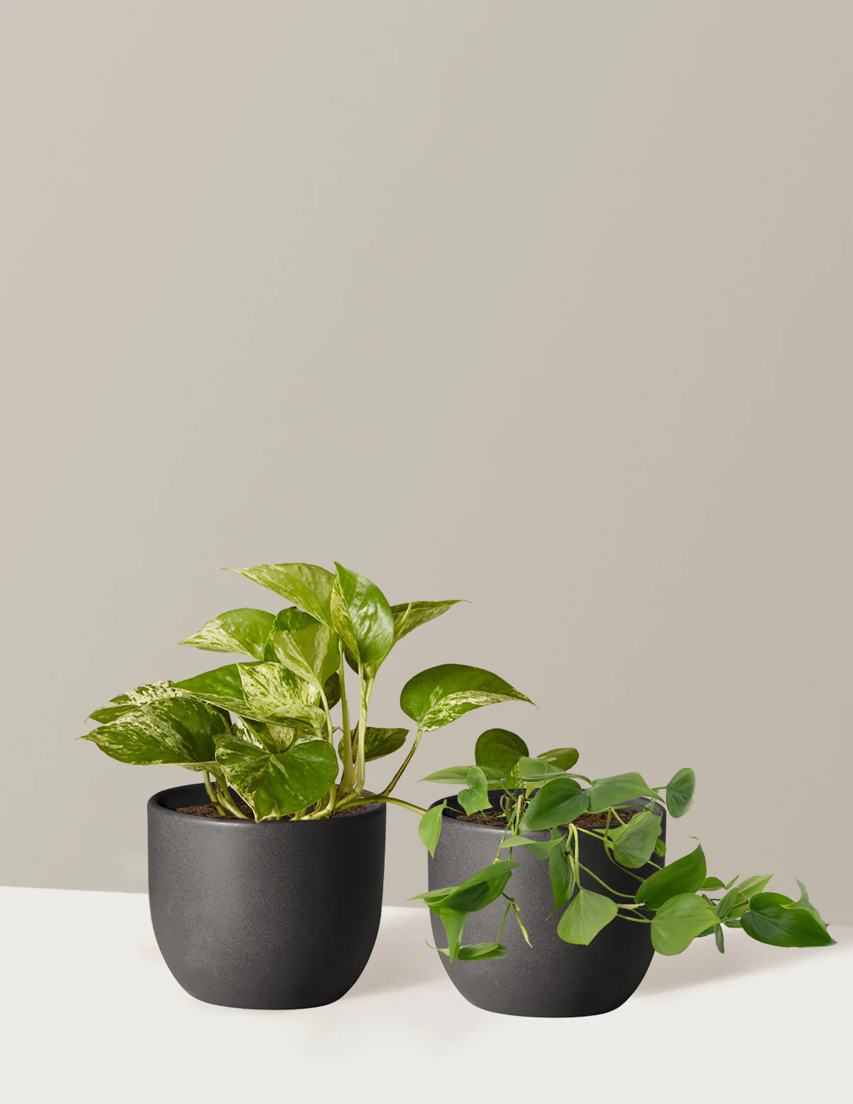 Fits your Sill: The Trailing Duo - Image 3