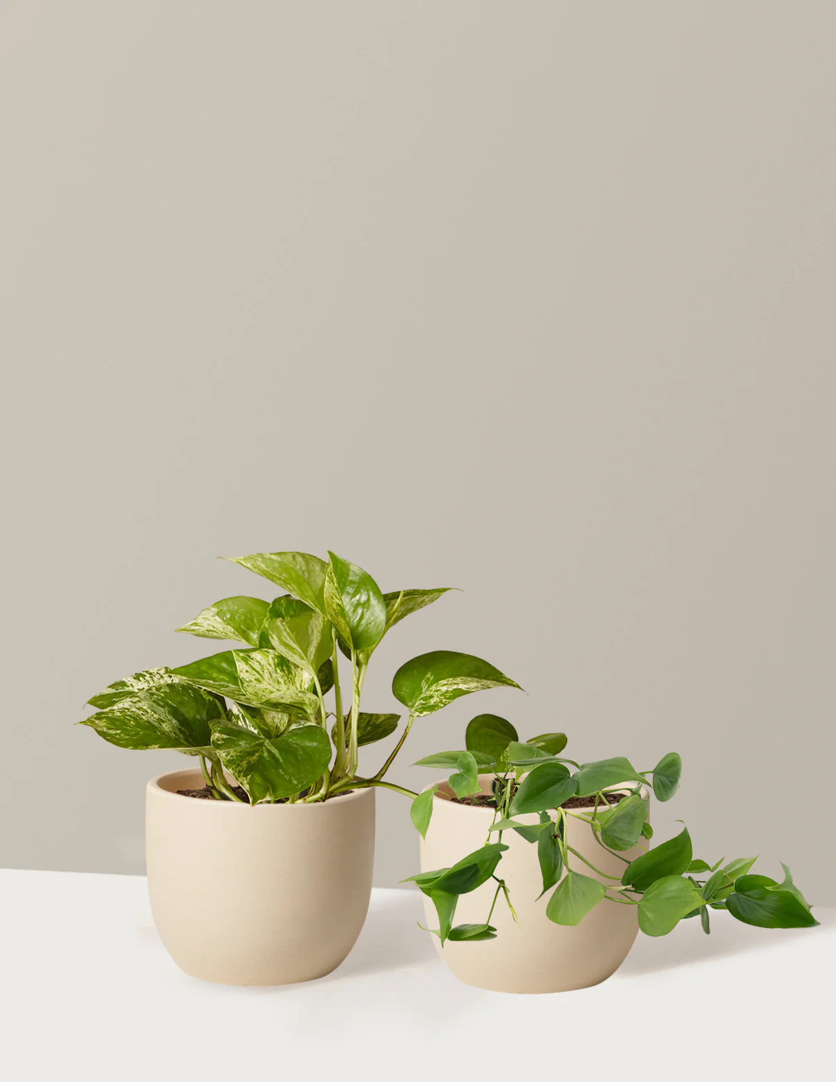 Fits your Sill: The Trailing Duo - Image 4