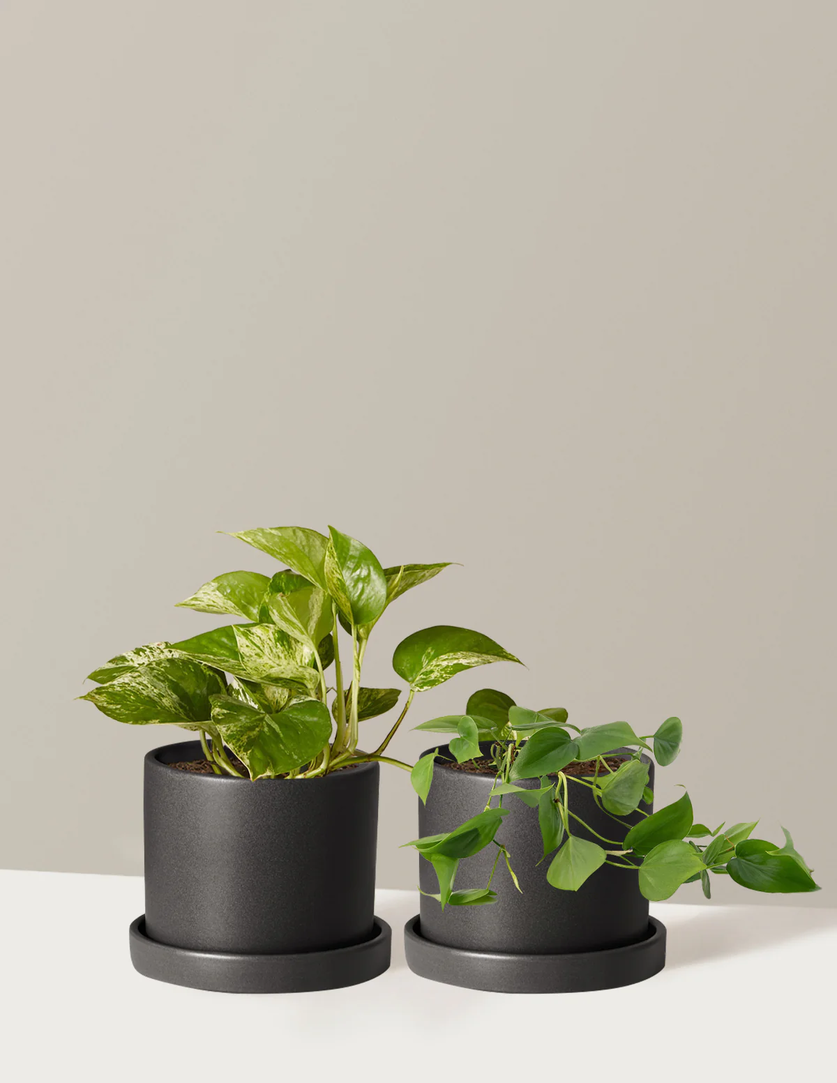 Fits your Sill: The Trailing Duo - Image 6