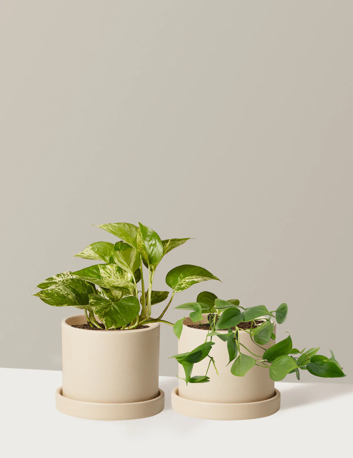 Fits your Sill: The Trailing Duo - Image 7