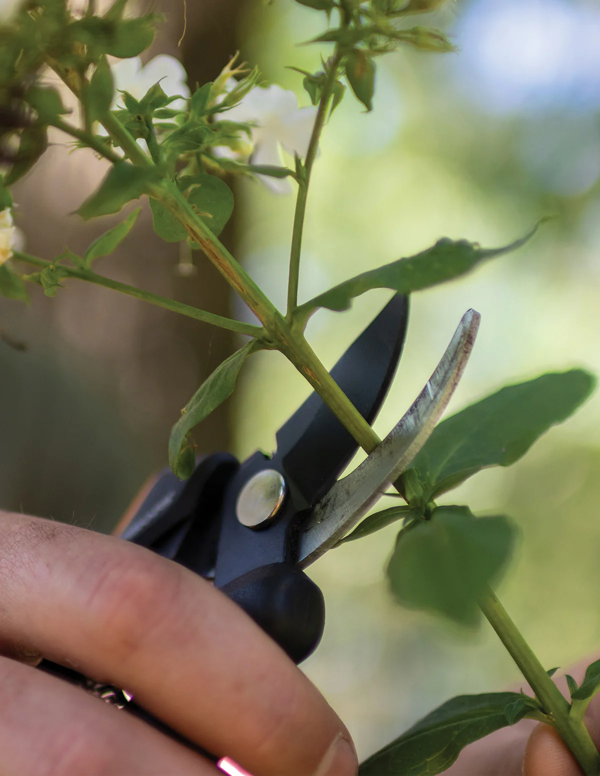 Floral Pruner - Image 2