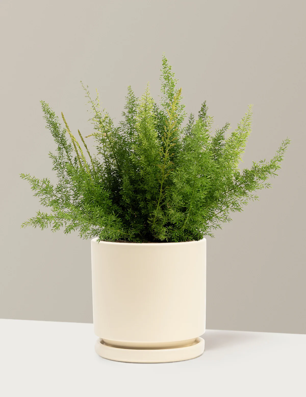 Foxtail Fern - Image 10