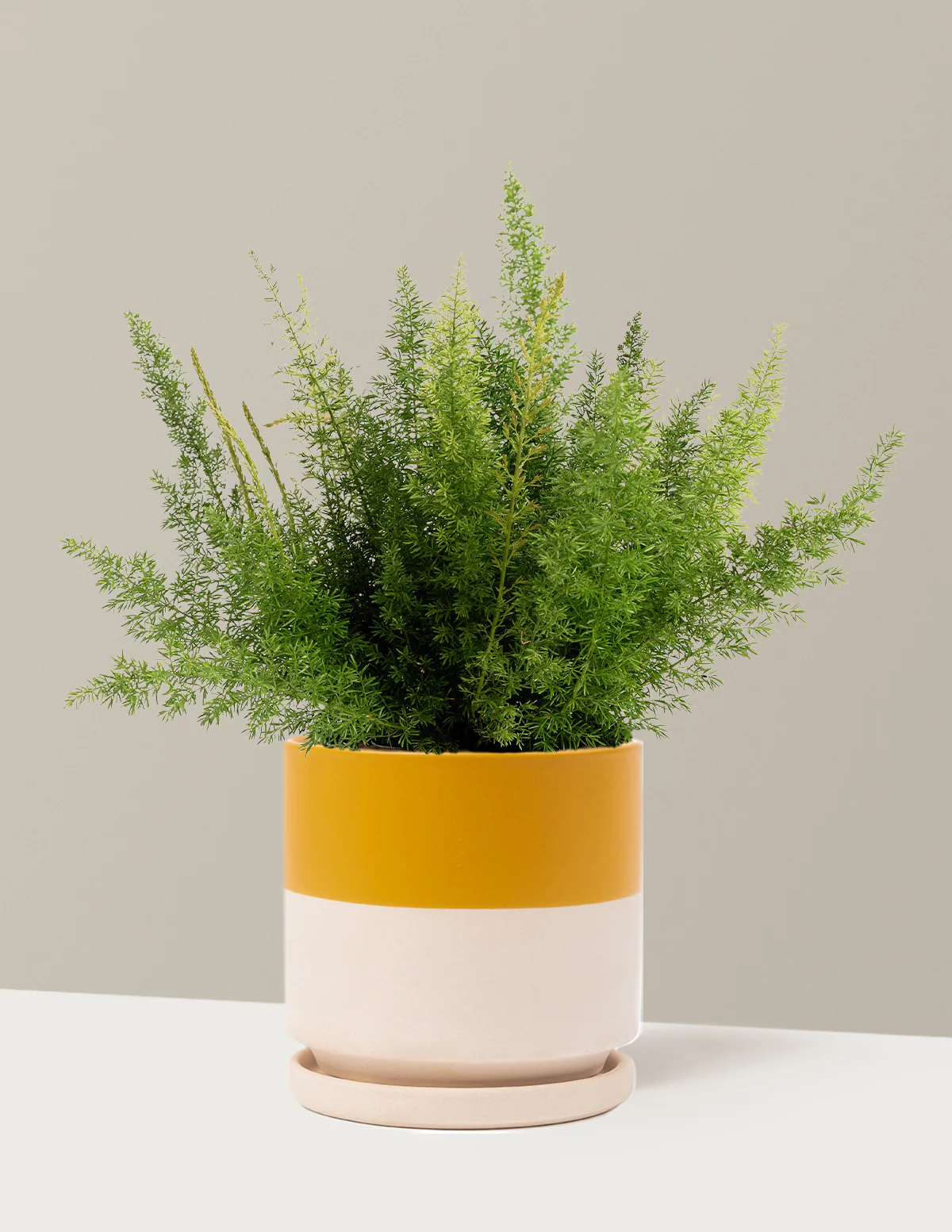 Foxtail Fern - Image 11