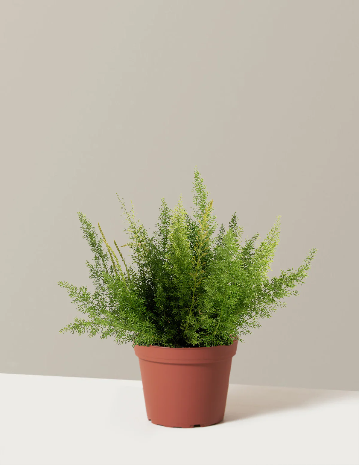 Foxtail Fern - Image 12