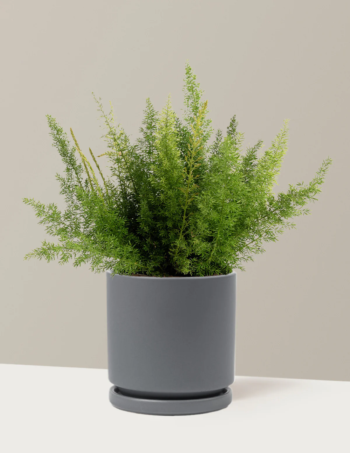 Foxtail Fern - Image 13