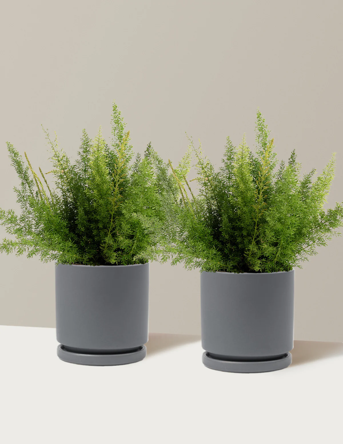 Foxtail Fern - Image 14