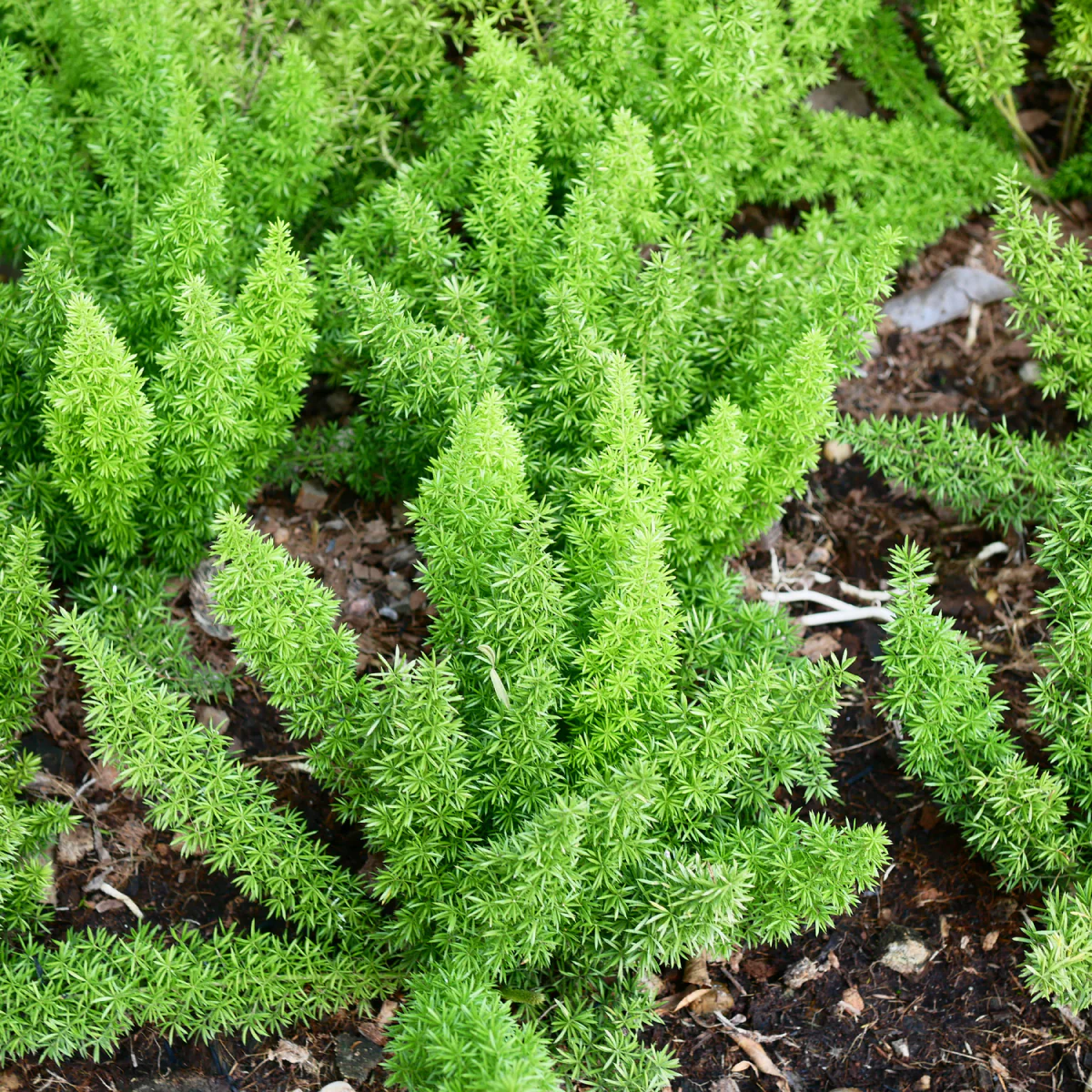 Foxtail Fern - Image 3