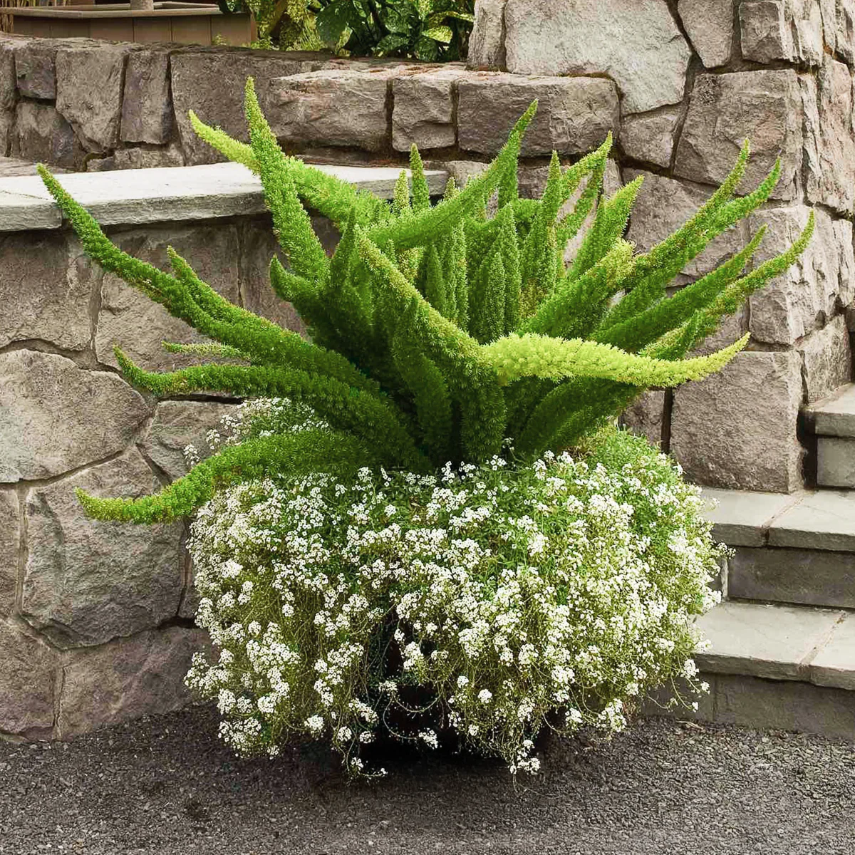 Foxtail Fern - Image 5