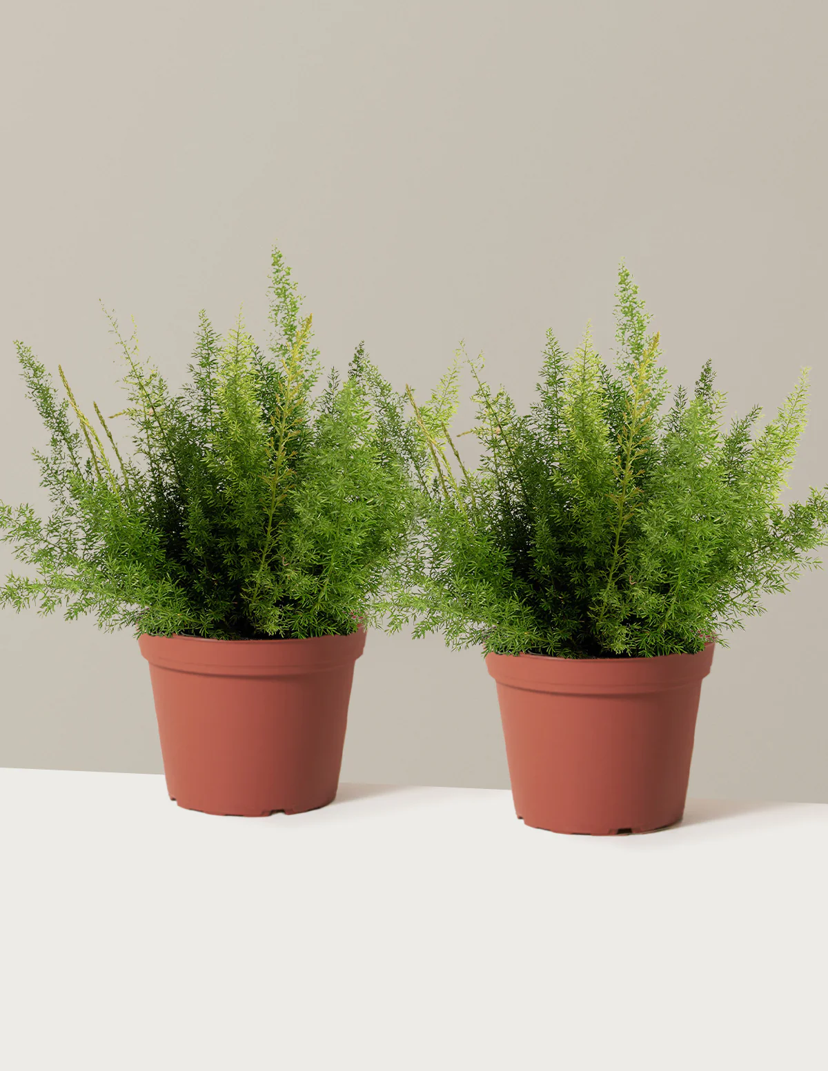 Foxtail Fern - Image 6