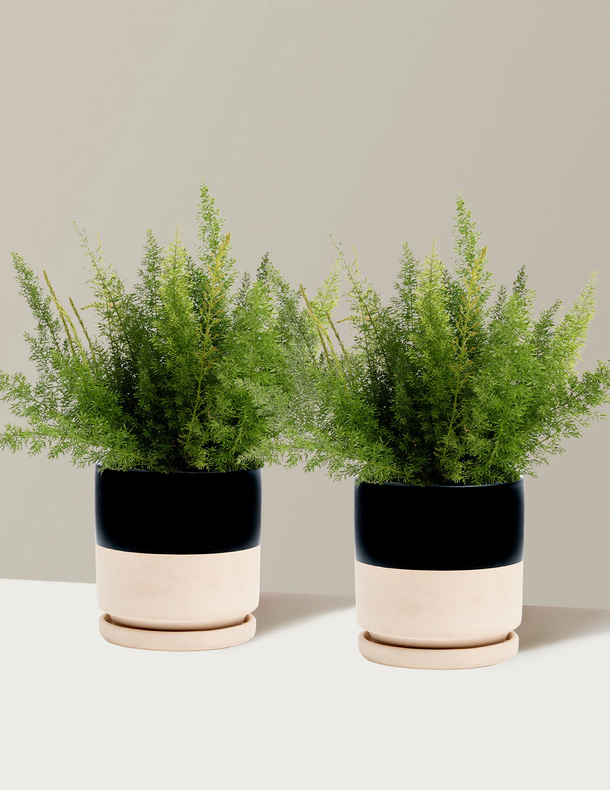 Foxtail Fern - Image 8