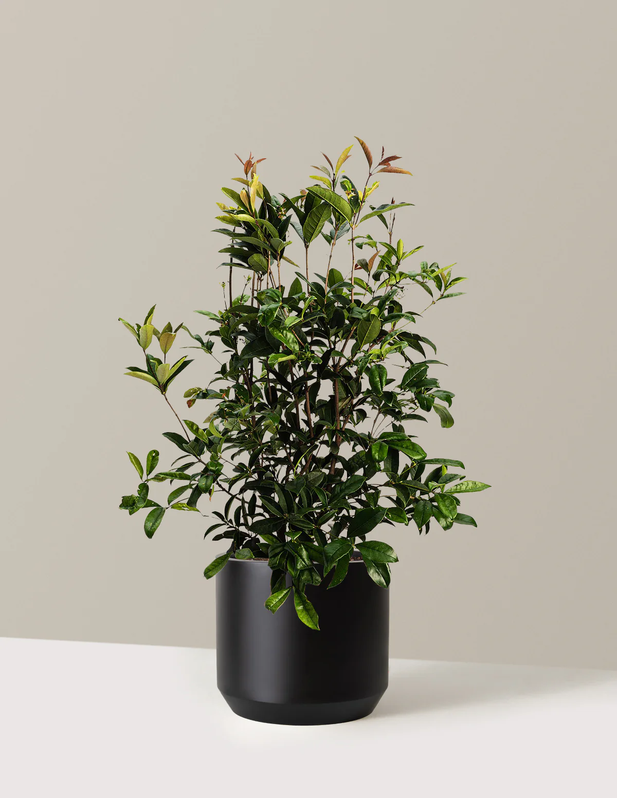 Fragrant Tea Olive Tree