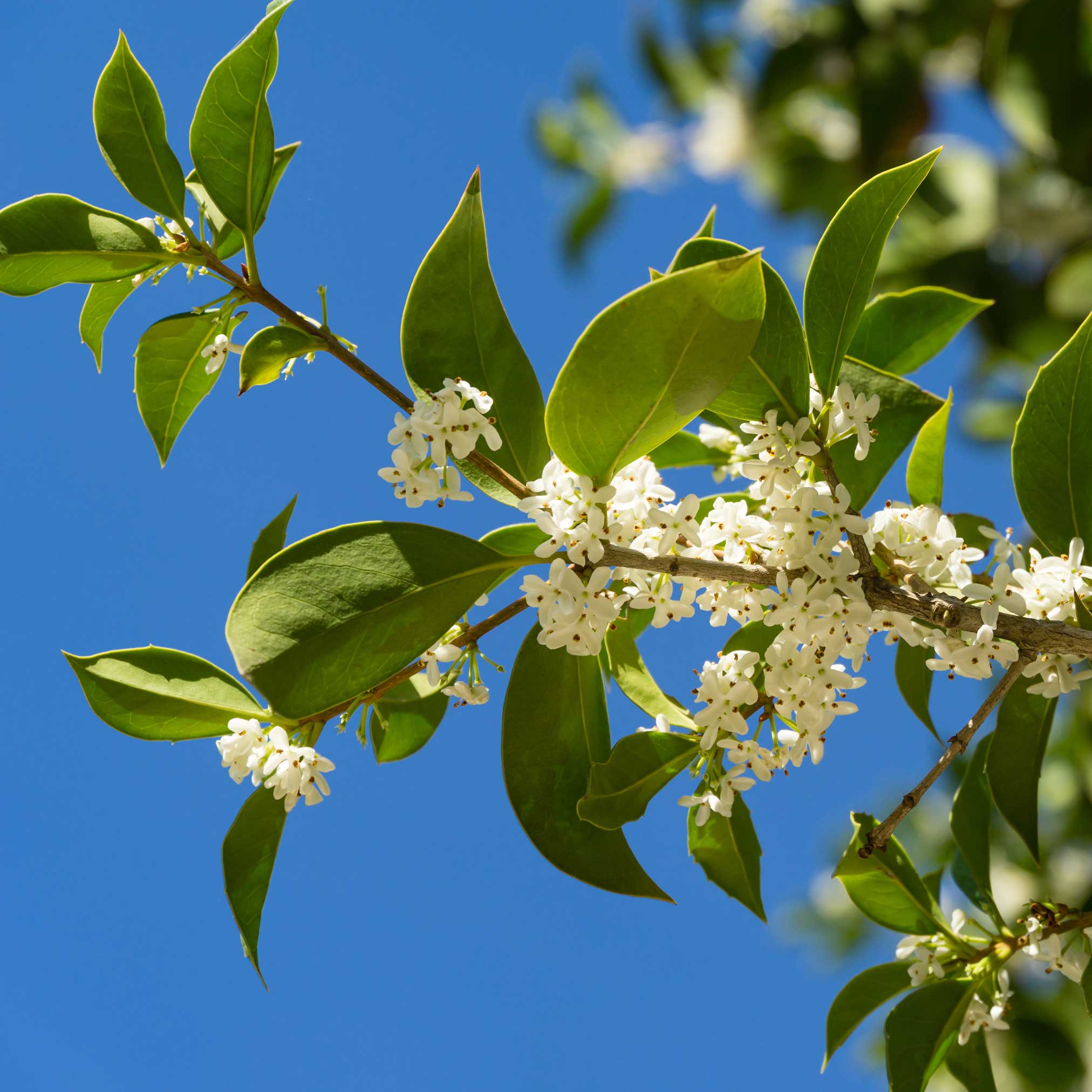 Fragrant Tea Olive Tree - Image 2