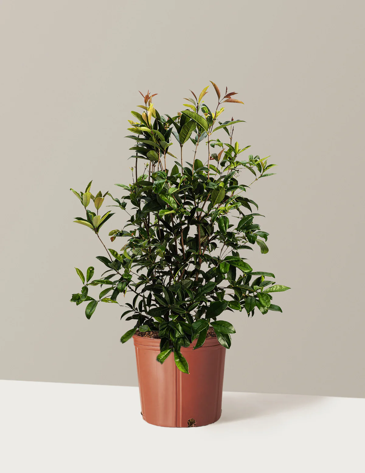 Fragrant Tea Olive Tree - Image 4