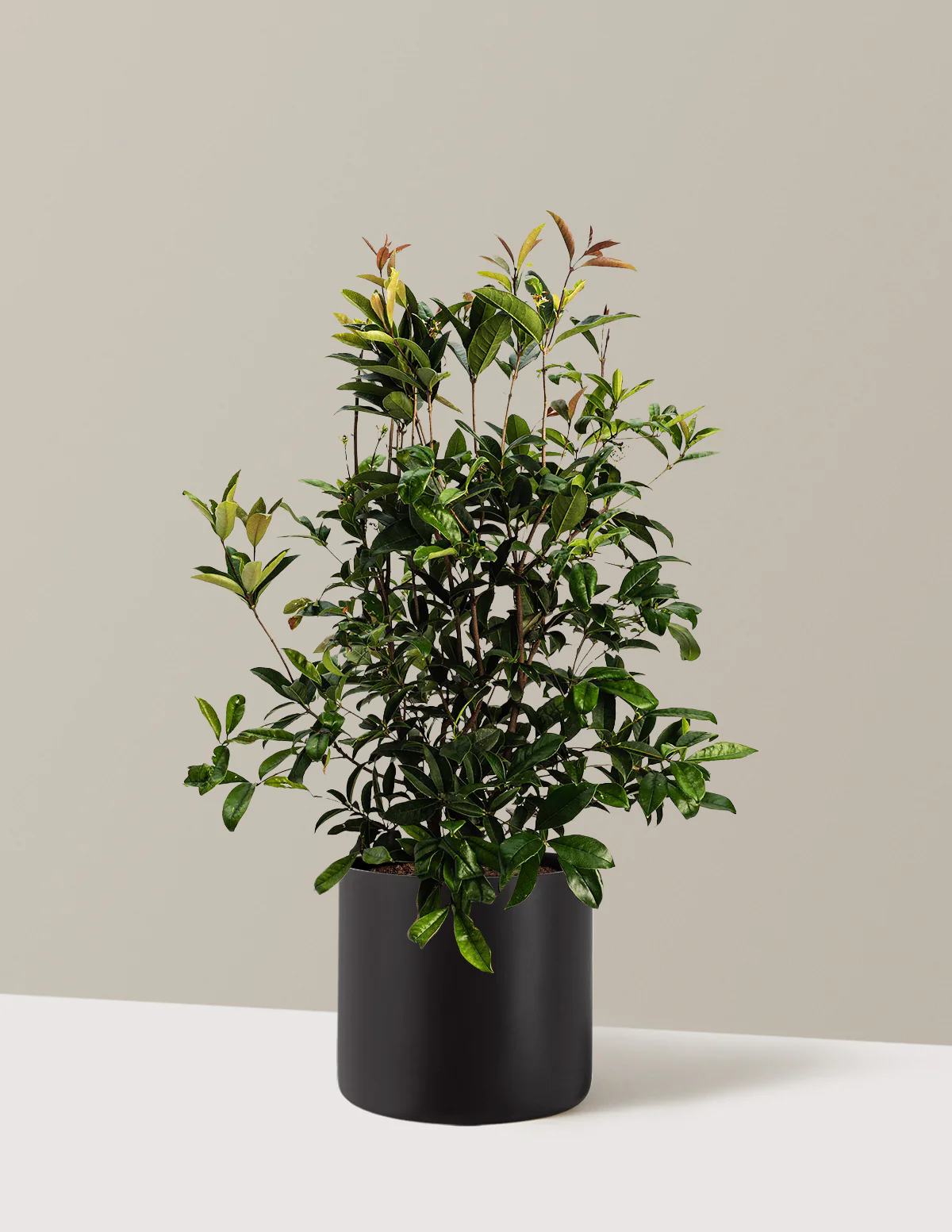 Fragrant Tea Olive Tree - Image 5