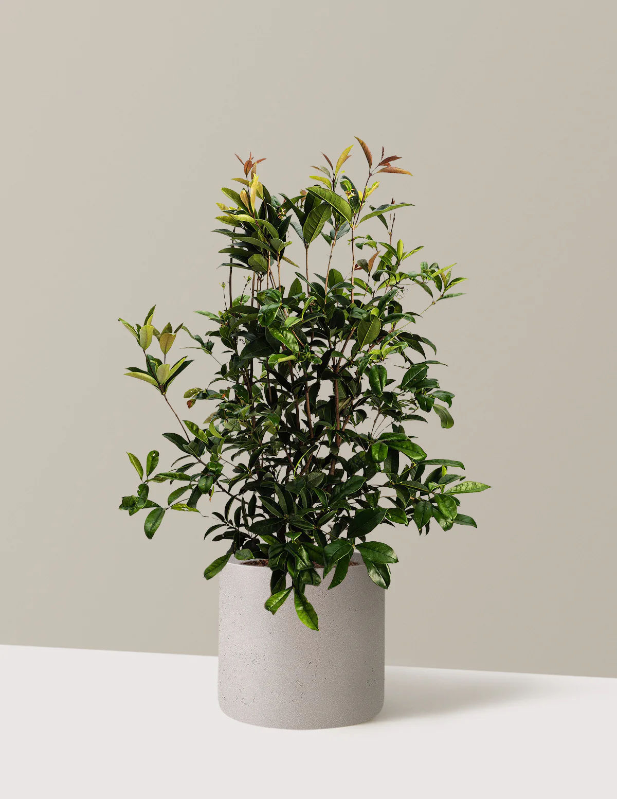 Fragrant Tea Olive Tree - Image 6