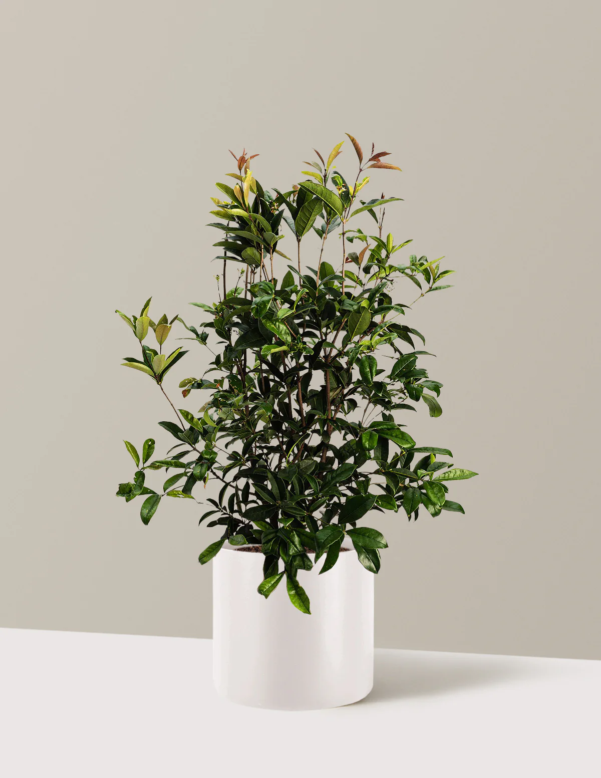 Fragrant Tea Olive Tree - Image 7
