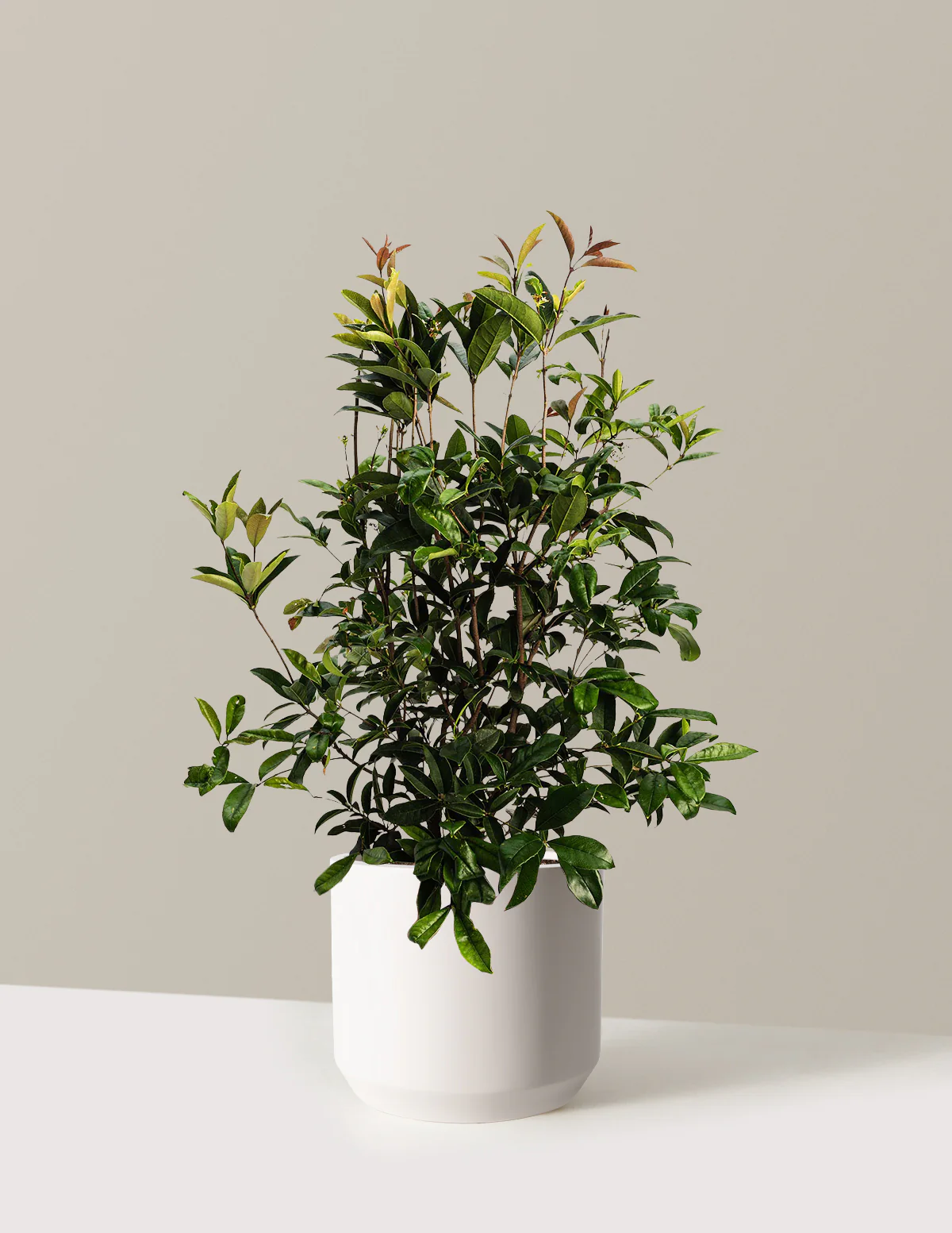 Fragrant Tea Olive Tree - Image 9