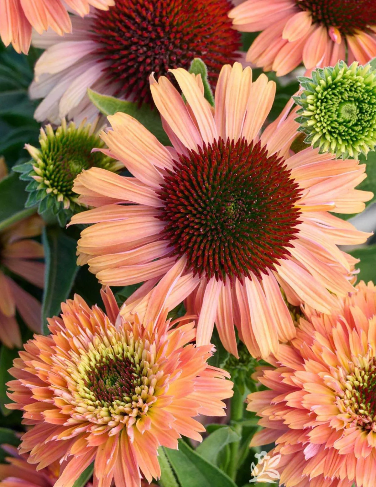 Fresco® Apricot Coneflower - Image 3