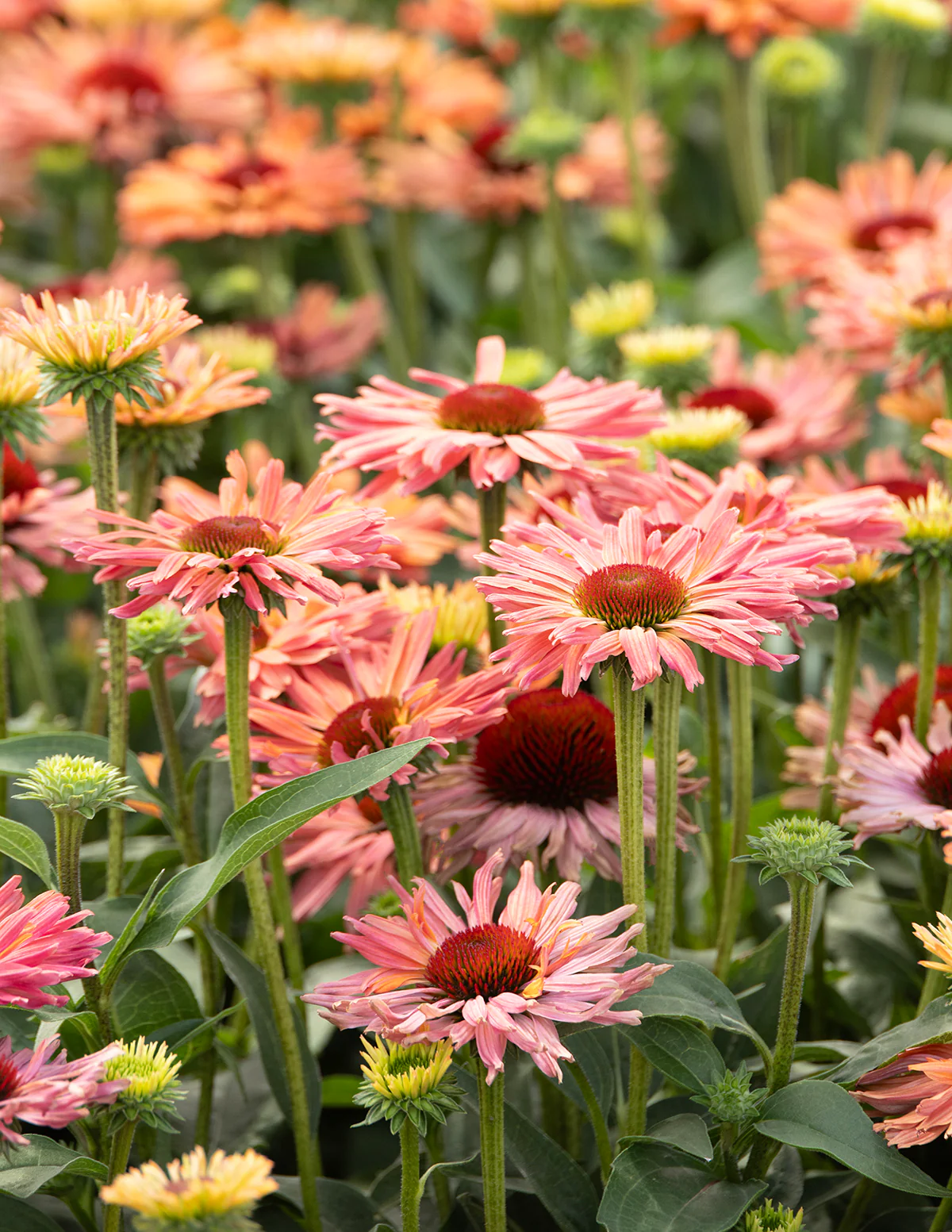 Fresco® Apricot Coneflower - Image 4