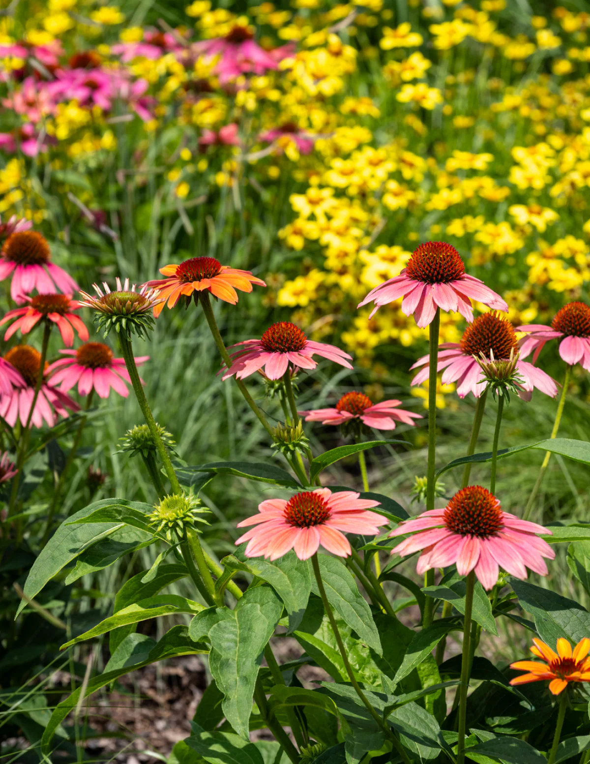 Fresco® Apricot Coneflower - Image 5