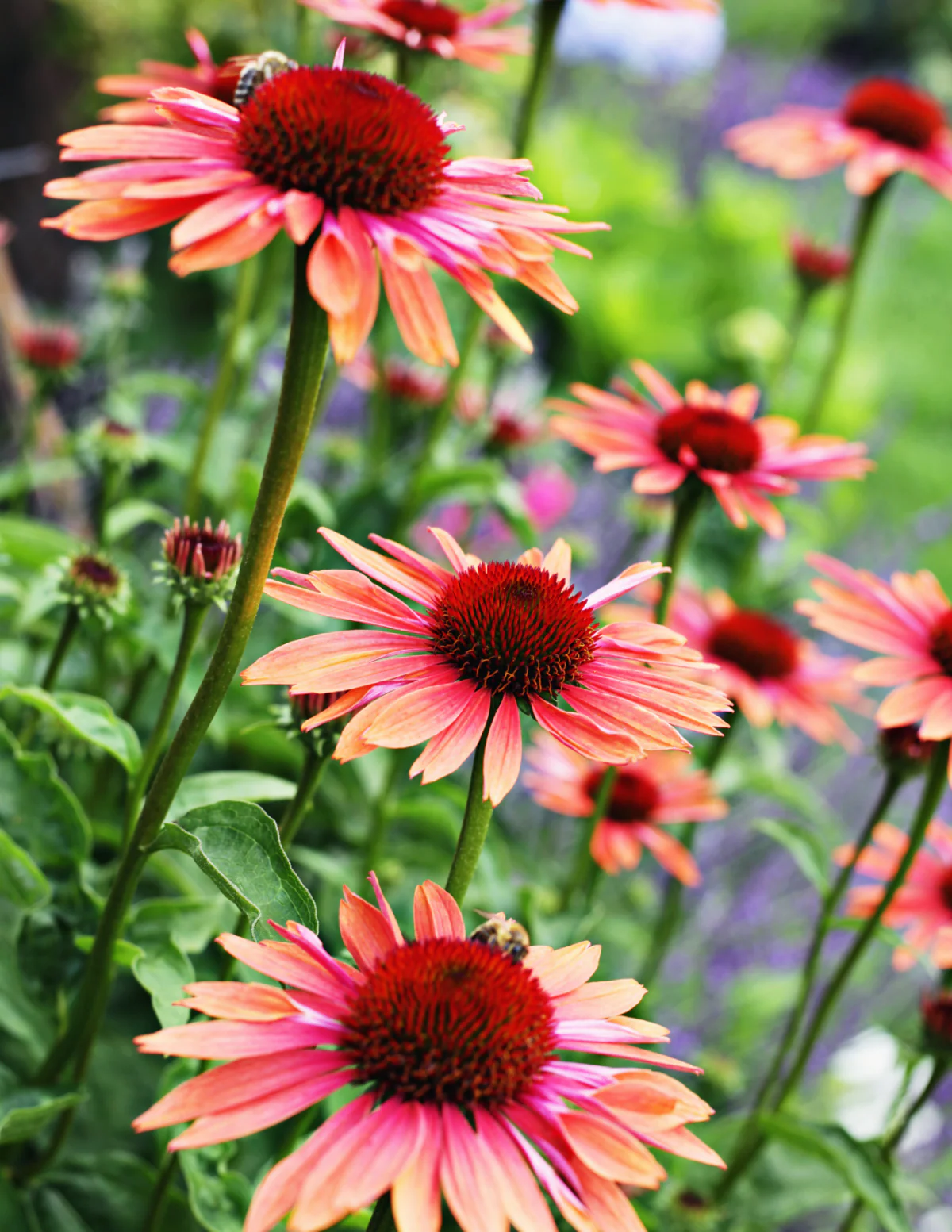 Fresco® Apricot Coneflower - Image 6
