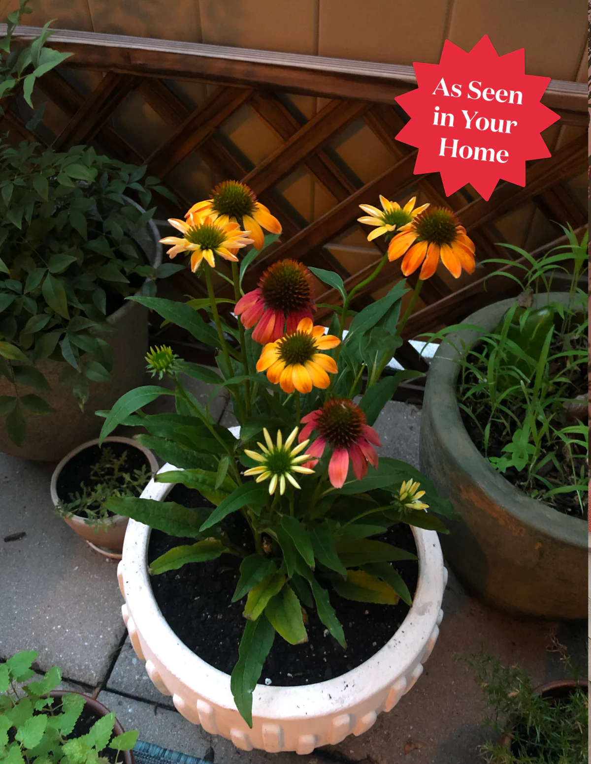 Fresco® Apricot Coneflower - Image 7