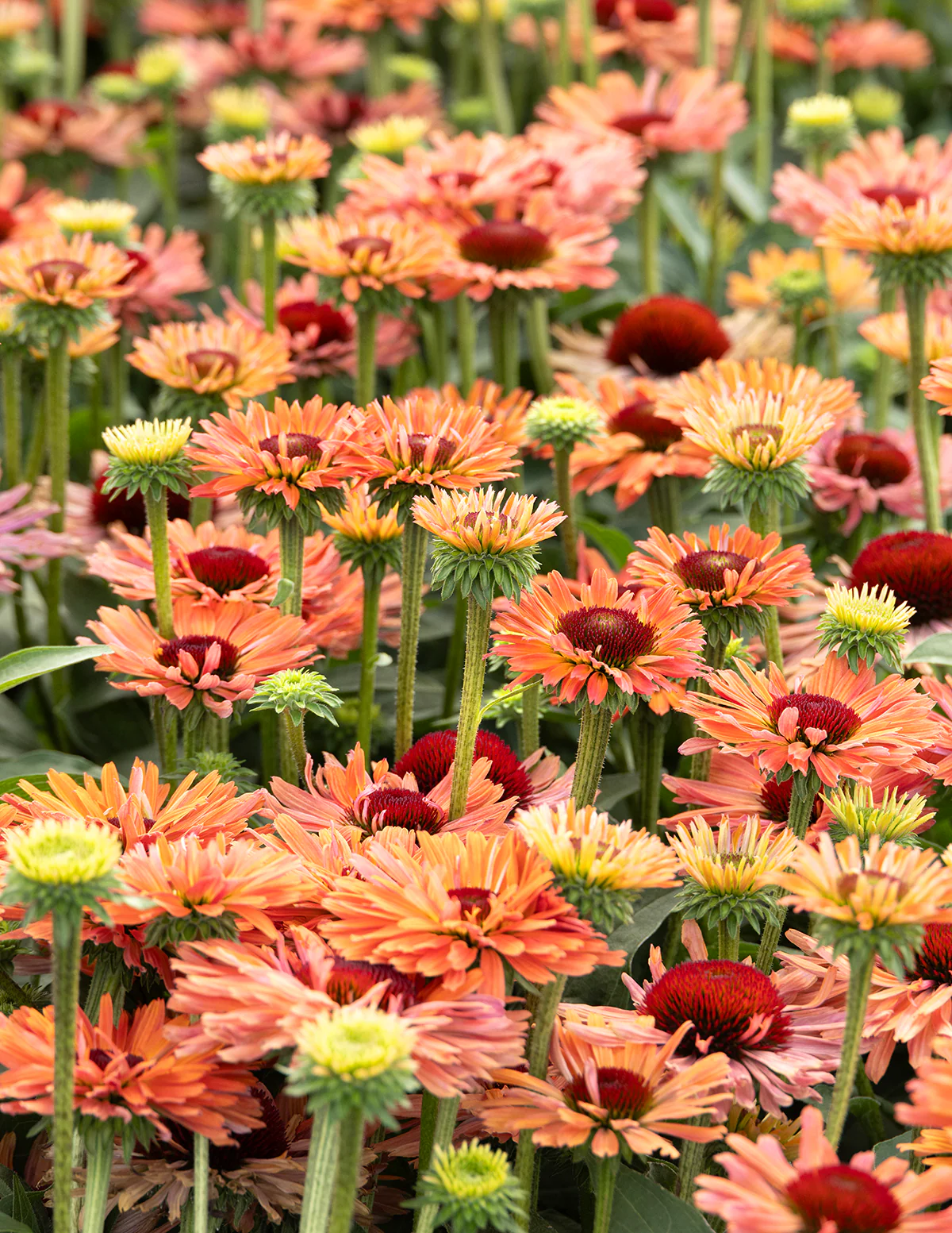 Fresco® Apricot Coneflower - Image 8