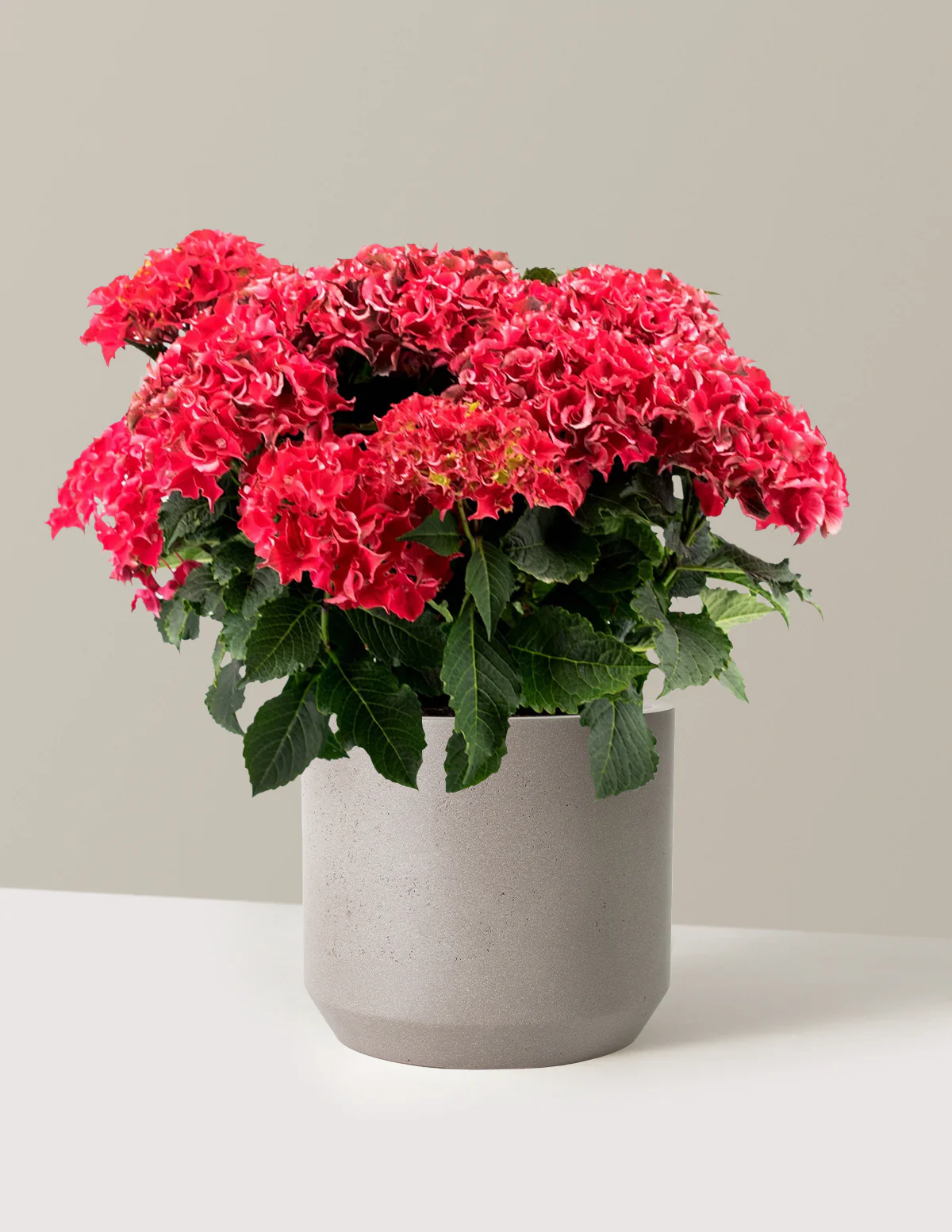 Frill Ride™ Hydrangea - Image 3