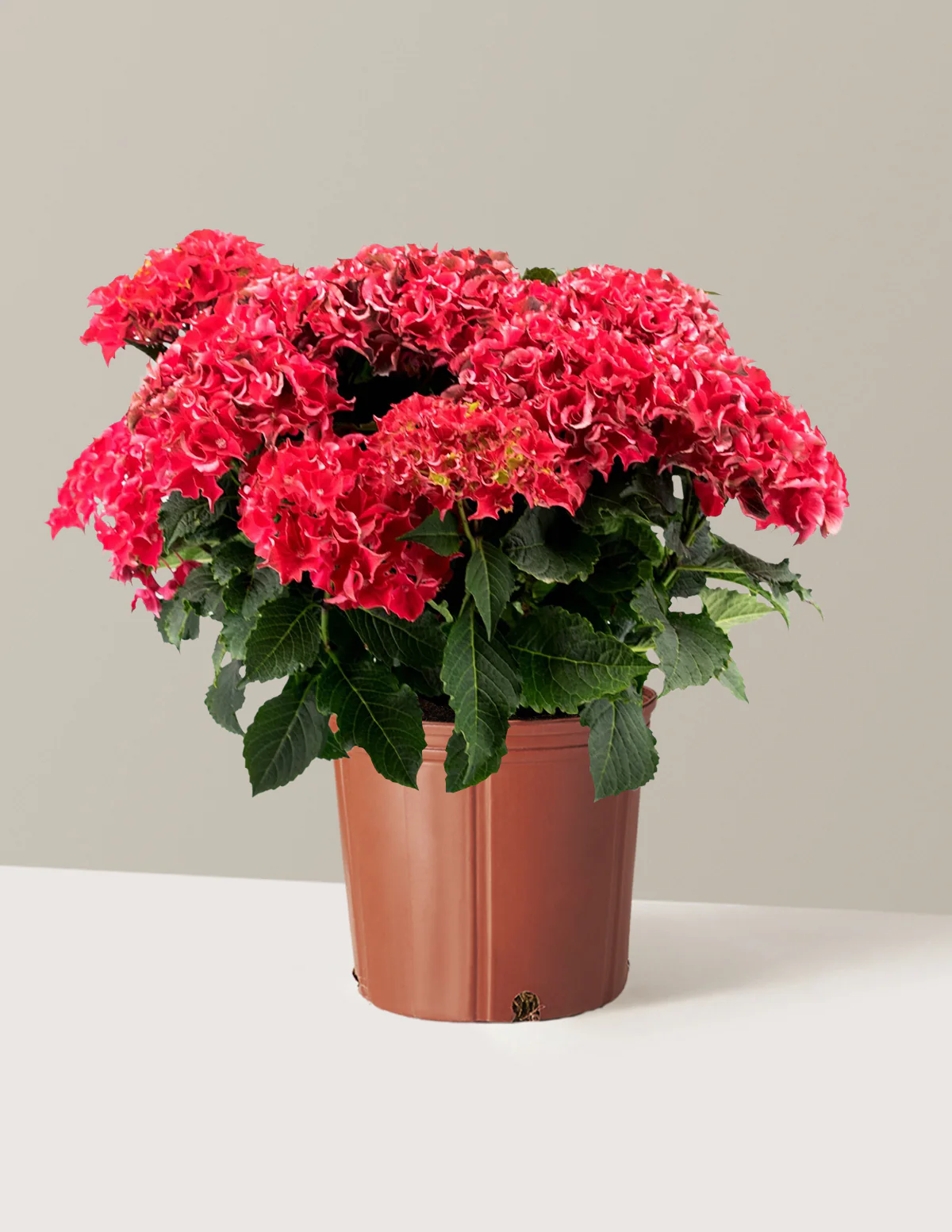 Frill Ride™ Hydrangea - Image 4