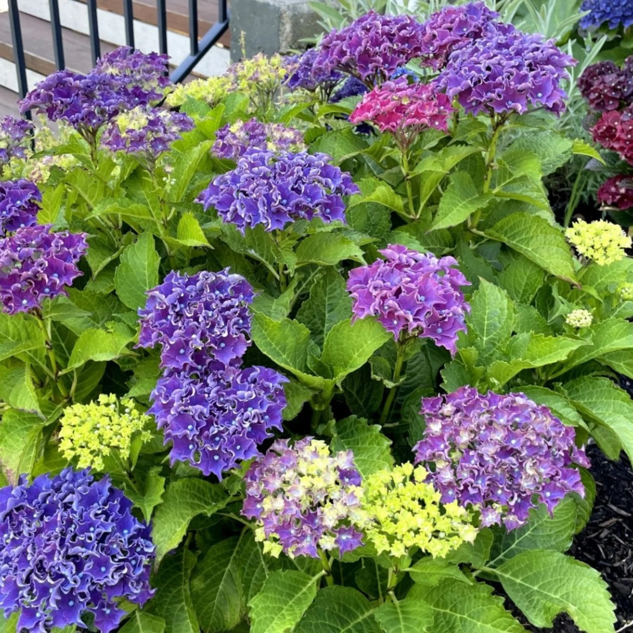 Frill Ride™ Hydrangea - Image 5