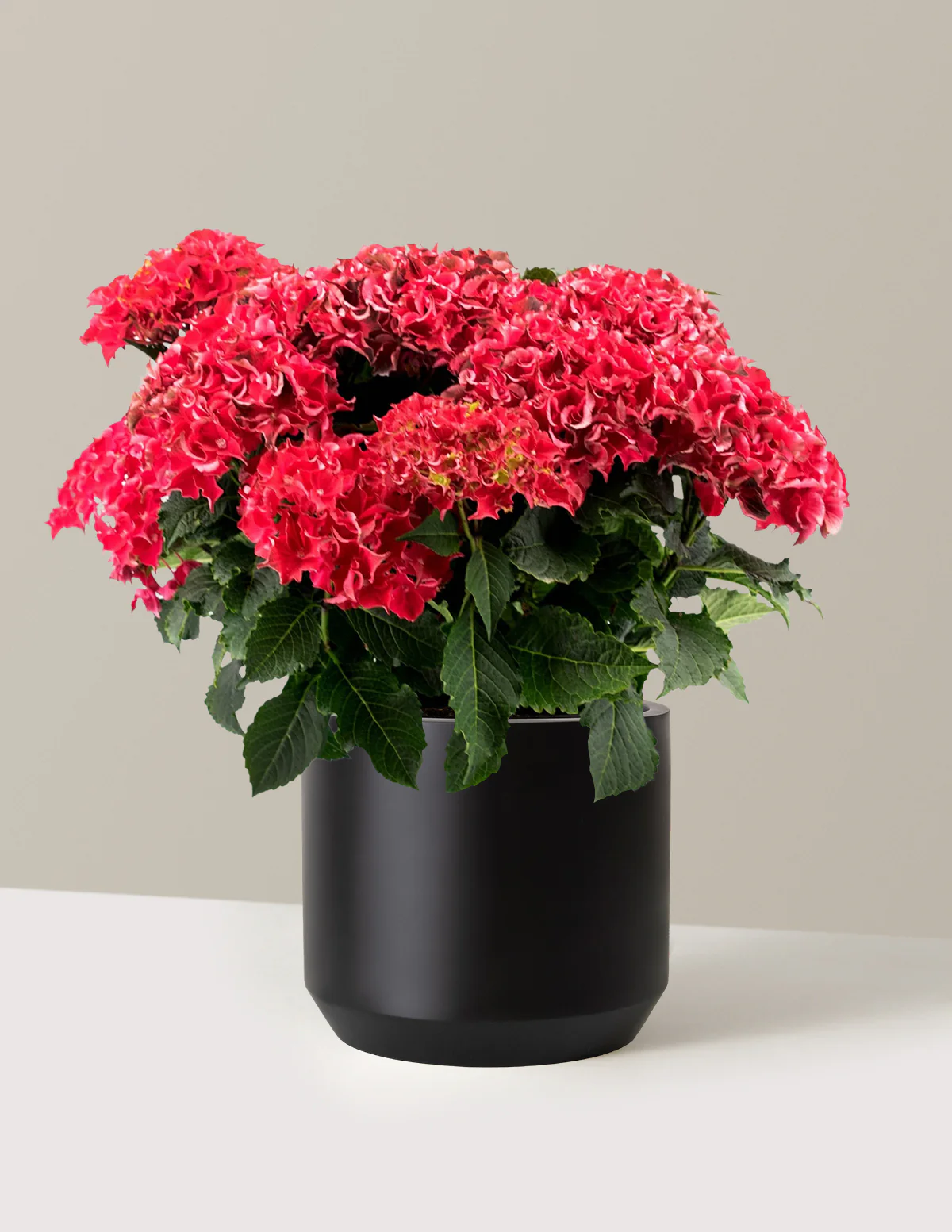 Frill Ride™ Hydrangea - Image 6